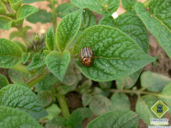Adulto del escarabajo de la patata.jpg
